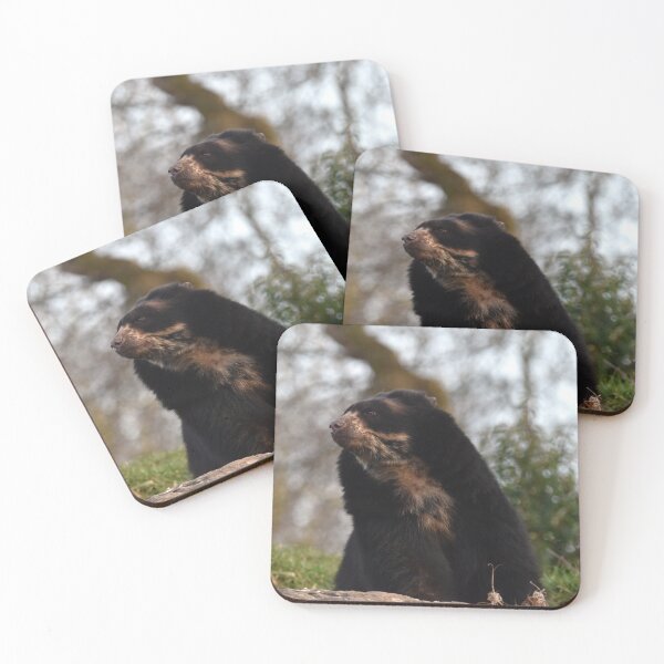 Item preview, Andean Bear at Chester Zoo designed and sold by megjayne-photos.