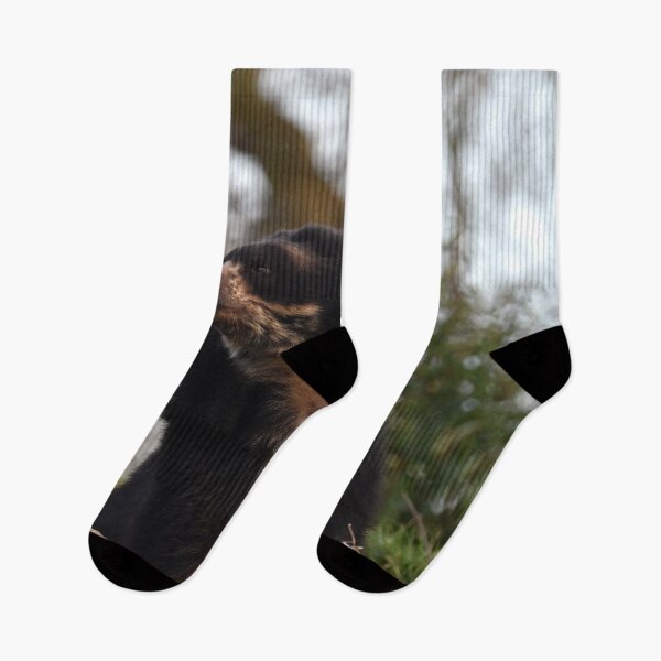Item preview, Andean Bear at Chester Zoo designed and sold by megjayne-photos.