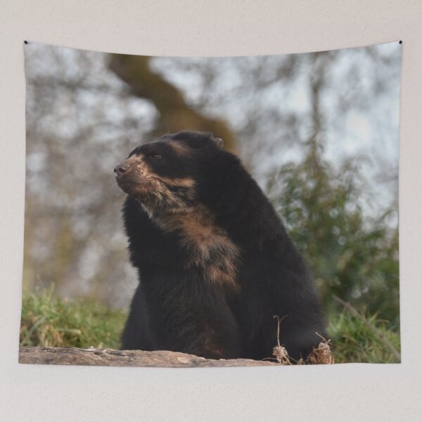 Item preview, Andean Bear at Chester Zoo designed and sold by megjayne-photos.