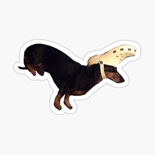 dog with croc on head sticker