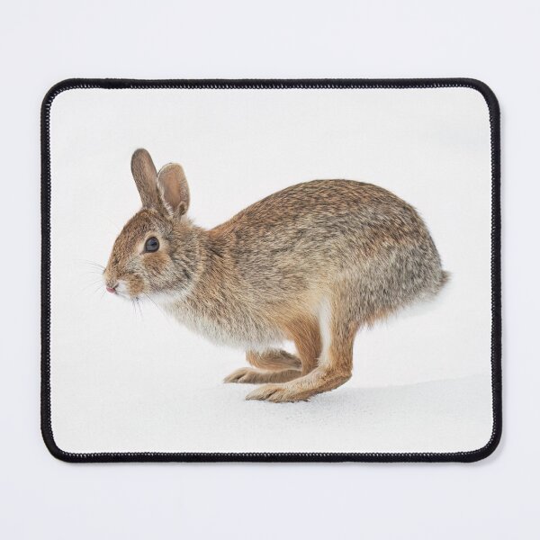Item preview, Eastern Cottontail rabbit designed and sold by James Cumming.