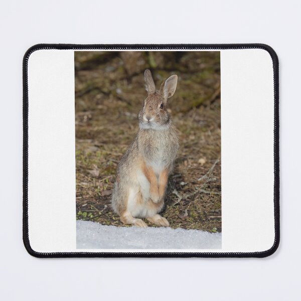Item preview, Eastern Cottontail rabbit designed and sold by James Cumming.