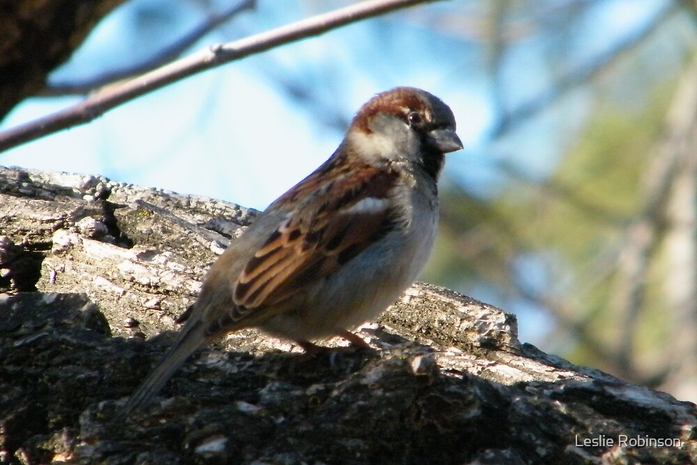 little-brown-bird-by-leslie-robinson-redbubble