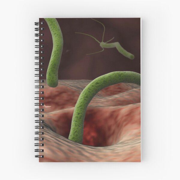 Item preview, STK701403H-Helicobacter pylori bacteria entering the stomach. designed and sold by StocktrekImages.