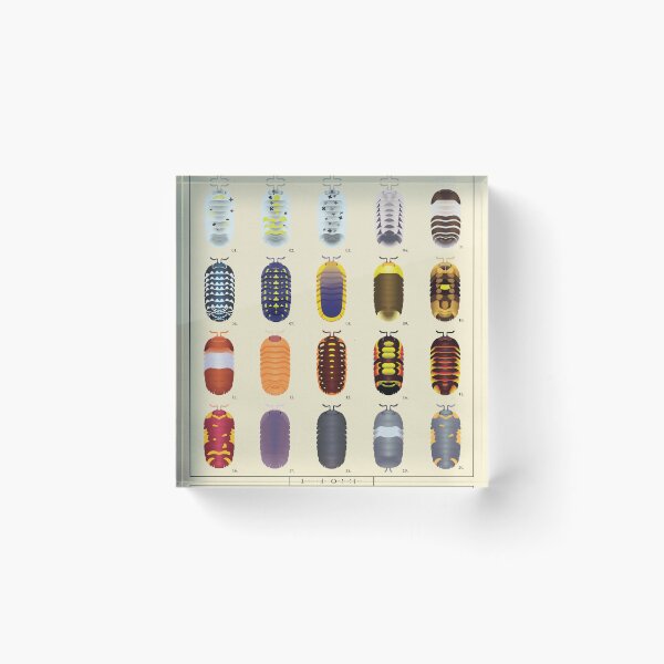 Item preview, Isopod Color Chart designed and sold by SamDaytonArt.
