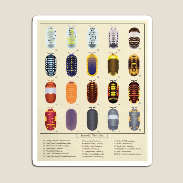 Item preview, Isopod Color Chart designed and sold by SamDaytonArt.