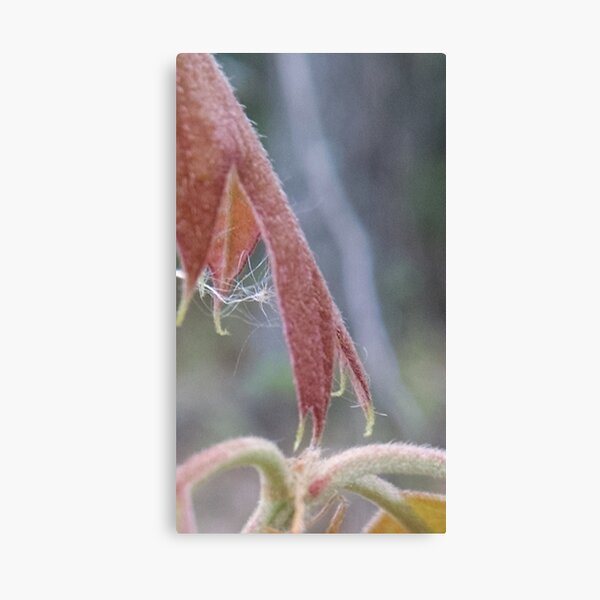 Item preview, Second shot from this morning's walk of birthing leaves designed and sold by Nadia Korths.