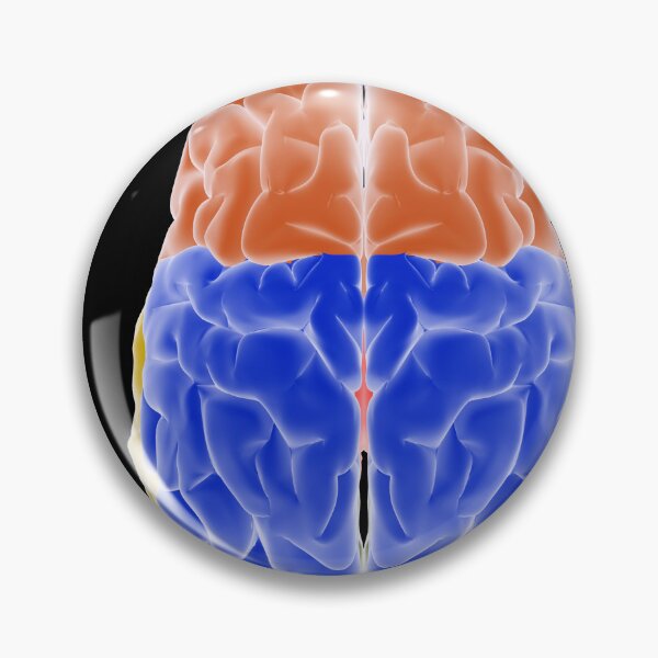 Item preview, STK701409H-Diagram of left side of brain vs. right side of brain. designed and sold by StocktrekImages.