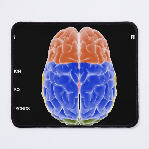 Item preview, STK701409H-Diagram of left side of brain vs. right side of brain. designed and sold by StocktrekImages.