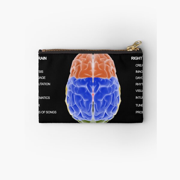 Item preview, STK701409H-Diagram of left side of brain vs. right side of brain. designed and sold by StocktrekImages.