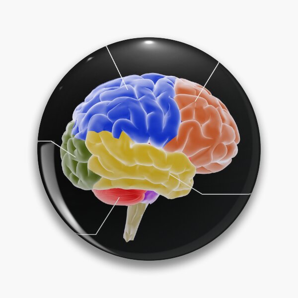 Item preview, STK701410H-Regions of the brain and their functions. designed and sold by StocktrekImages.