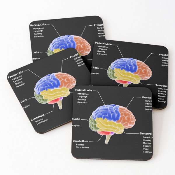 Item preview, STK701410H-Regions of the brain and their functions. designed and sold by StocktrekImages.