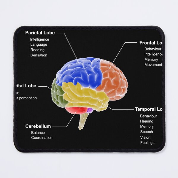 Item preview, STK701410H-Regions of the brain and their functions. designed and sold by StocktrekImages.