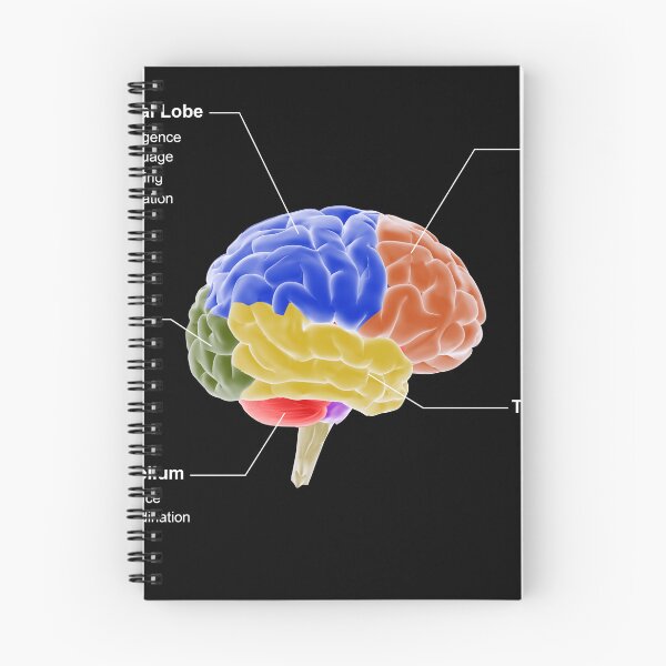 Item preview, STK701410H-Regions of the brain and their functions. designed and sold by StocktrekImages.