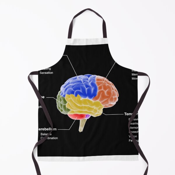 Item preview, STK701410H-Regions of the brain and their functions. designed and sold by StocktrekImages.