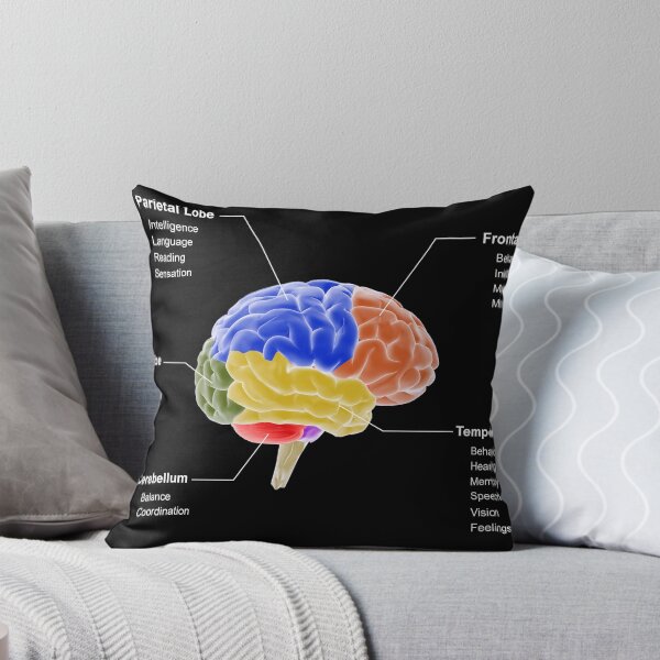 Item preview, STK701410H-Regions of the brain and their functions. designed and sold by StocktrekImages.