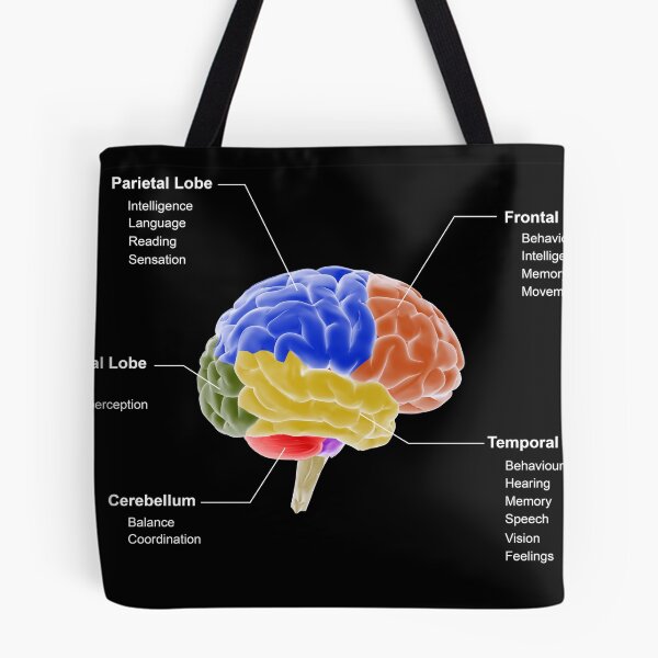 Item preview, STK701410H-Regions of the brain and their functions. designed and sold by StocktrekImages.