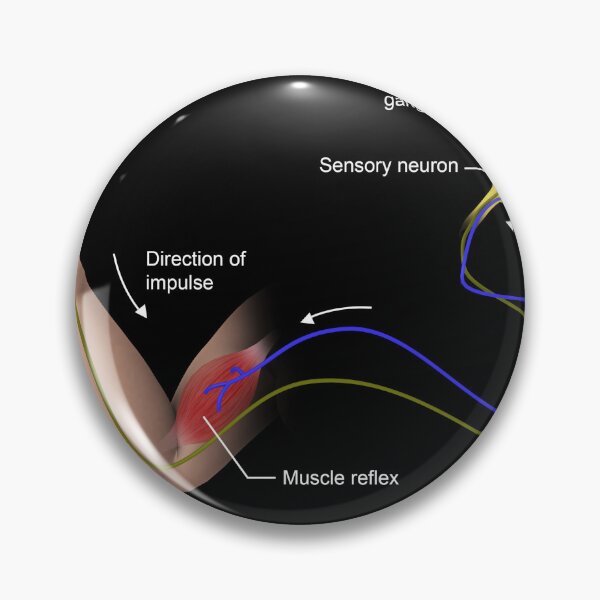 Item preview, STK701413H-Ttructure of a motor neuron and sensory neuron. designed and sold by StocktrekImages.