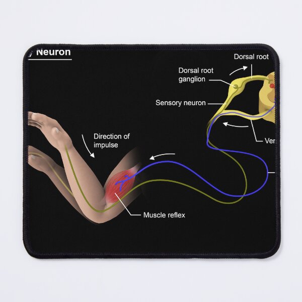 Item preview, STK701413H-Ttructure of a motor neuron and sensory neuron. designed and sold by StocktrekImages.