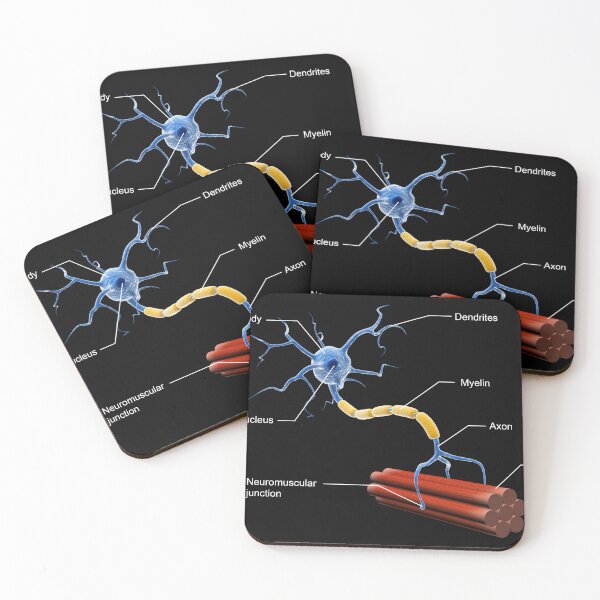 Item preview, STK701414H-Structure of a motor neuron. designed and sold by StocktrekImages.