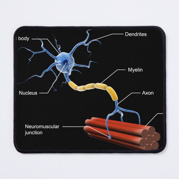 Item preview, STK701414H-Structure of a motor neuron. designed and sold by StocktrekImages.