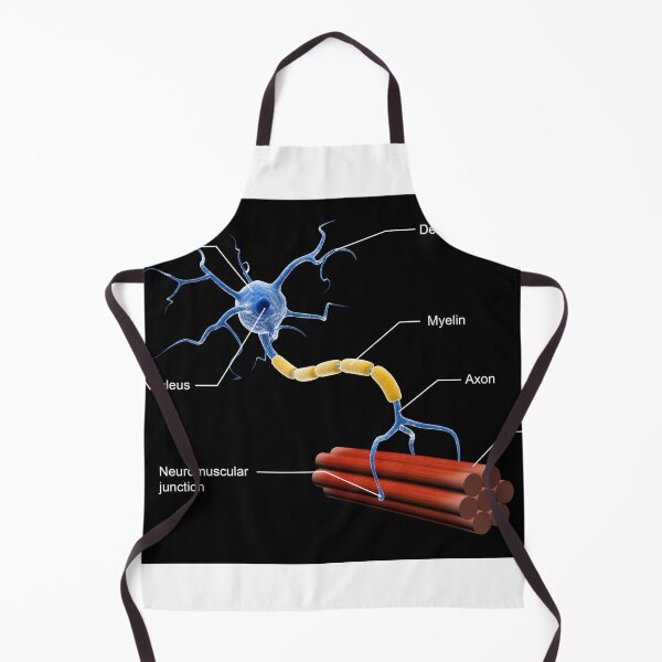 Item preview, STK701414H-Structure of a motor neuron. designed and sold by StocktrekImages.