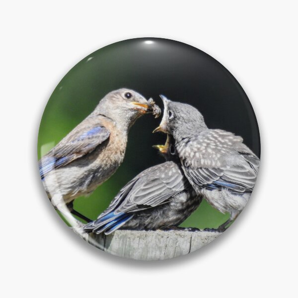 Item preview, Western Bluebird feeding babies  designed and sold by Studio5max.