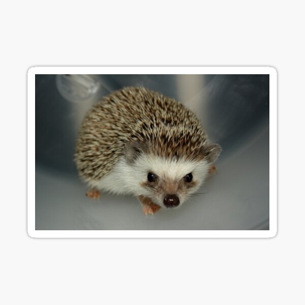 Item preview, Hedgehog Pet designed and sold by colorfulbundles.