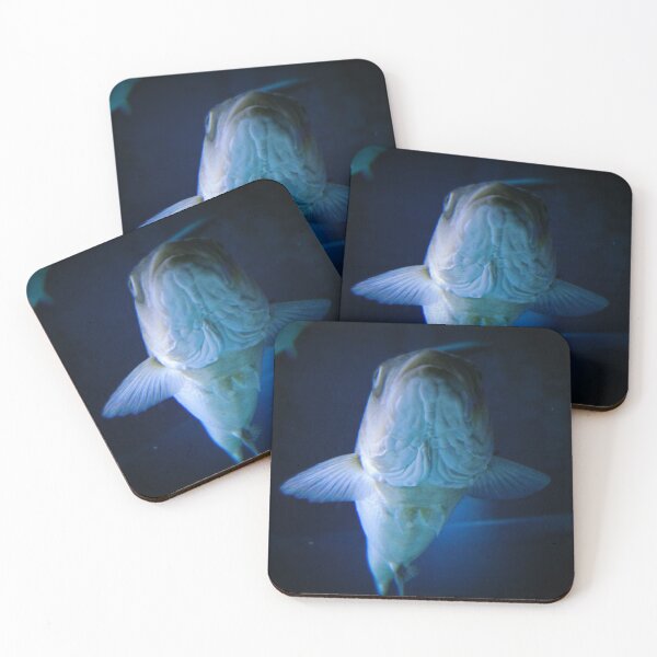 Item preview, Belly of the fish designed and sold by Belles-Photos.