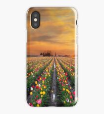 Sunset over colorful Tulip flower fields in full bloom spring season in Woodburn Oregon iPhone Case