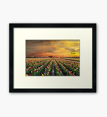 Sunset over colorful Tulip flower fields in full bloom spring season in Woodburn Oregon Framed Print