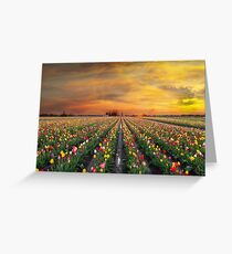 Sunset over colorful Tulip flower fields in full bloom spring season in Woodburn Oregon Greeting Card