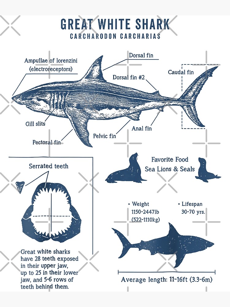 Funny Great White Shark T Shirt For Marine Life Lovers Funny Great White Shark T Shirt For Marine Life Lovers