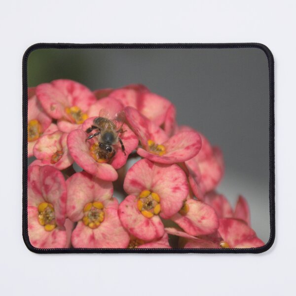 Item preview, Euphorbia Milii and Honeybee designed and sold by MercerImages.