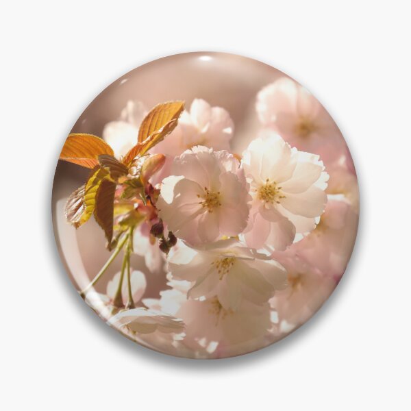 Item preview, digital photograph of sunlit spring Cherry blossom designed and sold by SimonJohnson1.