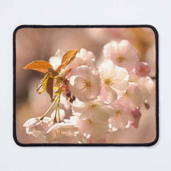 Item preview, digital photograph of sunlit spring Cherry blossom designed and sold by SimonJohnson1.