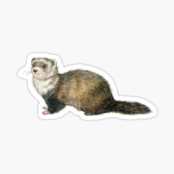 Cute Ferret Clipart, Hight Cuality Clip Art, Comercial Use, Digital  Download, Cartoon Anime Manga Design - Etsy