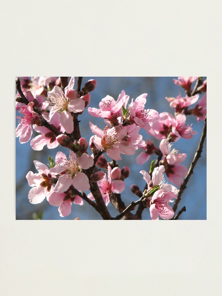 Moving To The Country Eat A Lot Of Peaches "Gonna Move To The Country, Eat A Lot Of Peaches" Photographic Print by