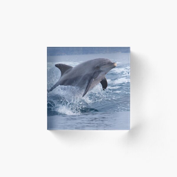 Bottlenose dolphin (Tursiops truncatus) surfing the waves Acrylic Block