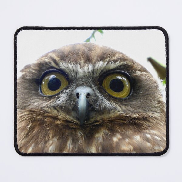 Item preview, Southern Bookbook intense stare  designed and sold by Mark Grimsley.