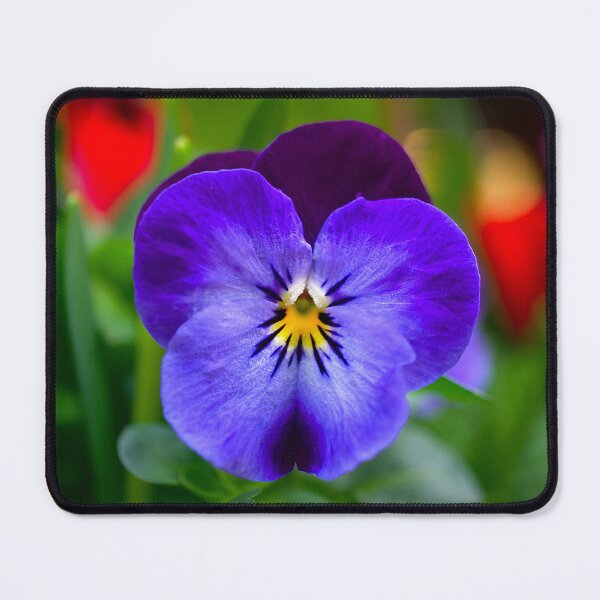 Item preview, Pansy Perfection designed and sold by Alisonchambers2.