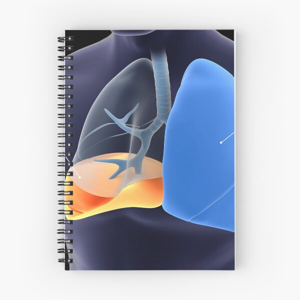 Item preview, STK701435H-Pleurisy in the human lungs. designed and sold by StocktrekImages.