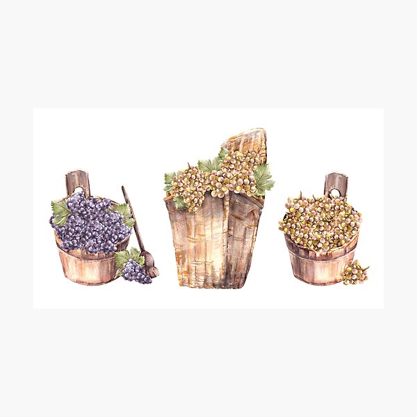 Item preview, Wicker basket, wooden buckets, crusher, leaves, grapes harvest. Watercolor hand draw illustration stickers designed and sold by BartolArt.