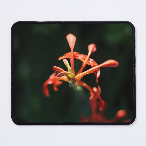 Item preview, Blooming Flame lily designed and sold by Jean-Marie Heyman.