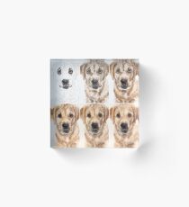 Golden Retriever - From Sketch to Portrait Acrylic Block