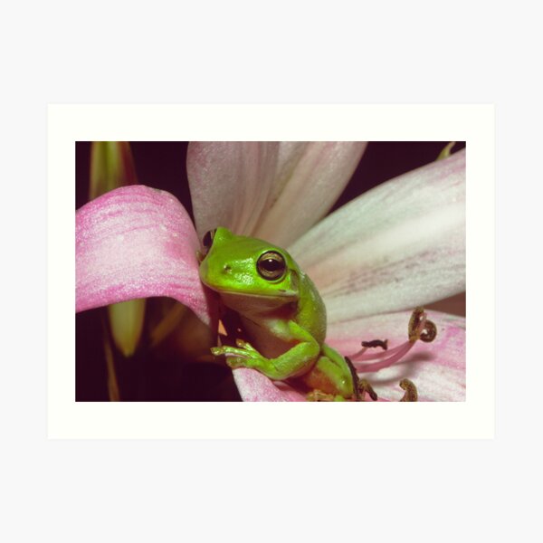 Green Tree Frog Art Print