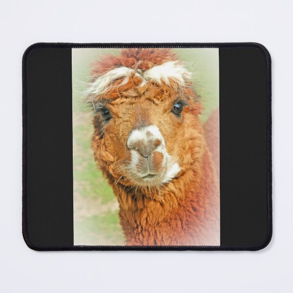 Item preview, Llama or Alpaca? designed and sold by JoyPhotoArt.