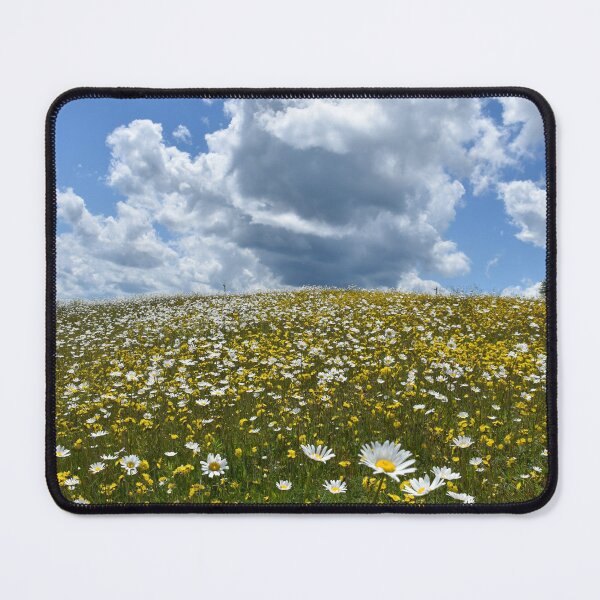 Item preview, A field of daisies in bloom designed and sold by Claude Laprise.