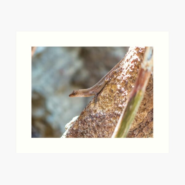 Lizard on a branch, Montezuma, Ecuador Art Print
