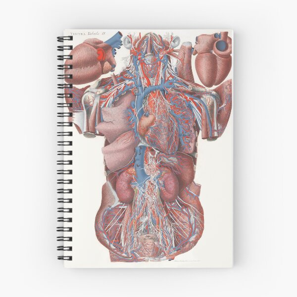 Item preview, Illustration of Human Viscera, 'Exploded Thorax', Paolo Mascagni designed and sold by stblecntainment.